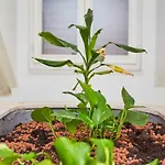 Boutique Garden 3* Dubrovnik