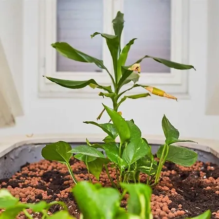 Boutique Garden 3* Dubrovnik